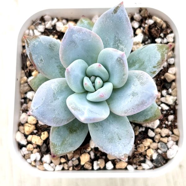 画像1: ●多肉植物 エケベリア サンガ 2.5寸苗