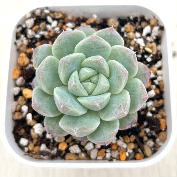 画像1: ●多肉植物 エケベリア セブンフェアリーズ 2.5寸苗