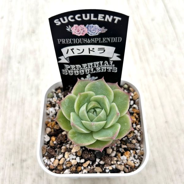 画像2: ●多肉植物 エケベリア パンドラ 2.5寸苗