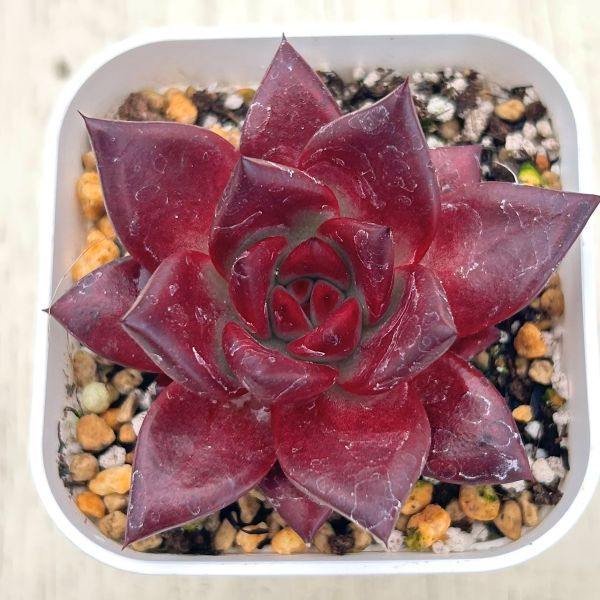 画像1: ●多肉植物 エケベリア アガボイデス エボニーブラックジュース 2.5寸苗