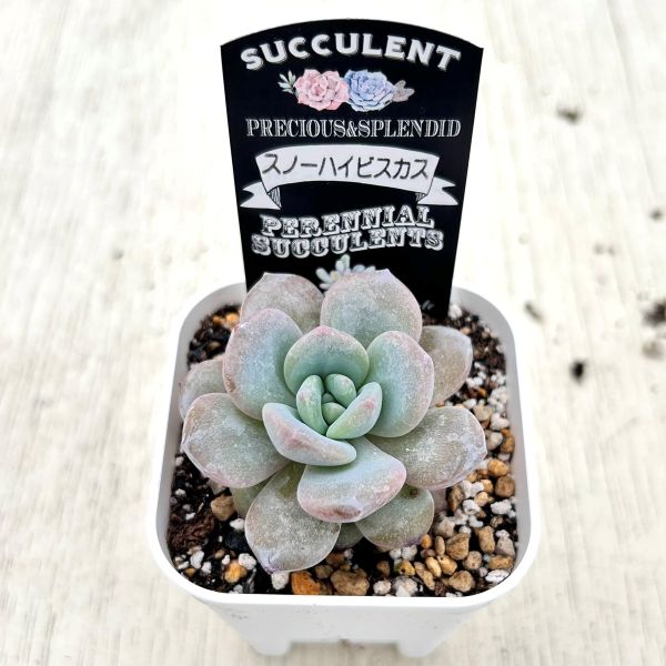 画像2: ●多肉植物 エケベリア スノーハイビスカス 2.5寸苗