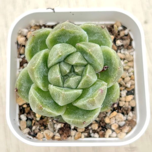 画像1: ●多肉植物 エケベリア グリーンラム 2.5寸苗