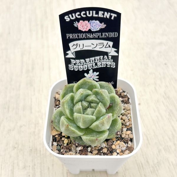 画像2: ●多肉植物 エケベリア グリーンラム 2.5寸苗
