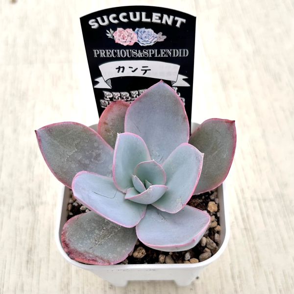 画像2: ●多肉植物 エケベリア カンテ 2.5寸苗