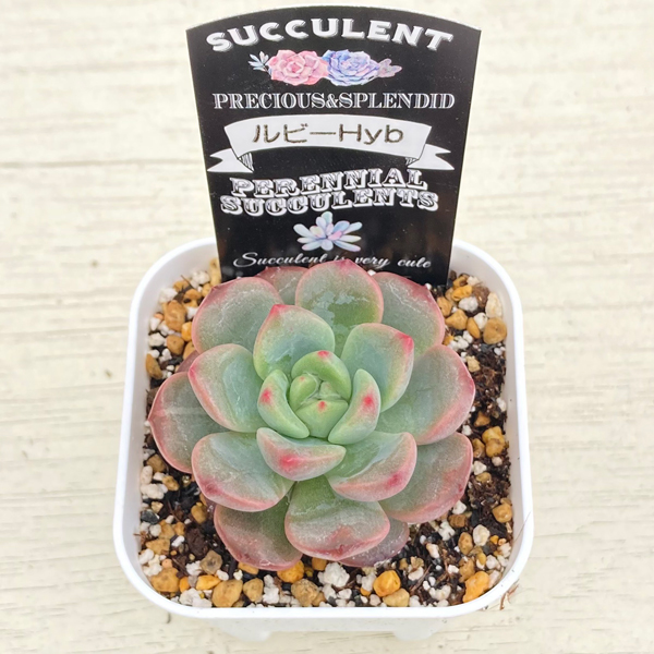 画像2: ●多肉植物 エケベリア ルビーHyb 2.5寸苗