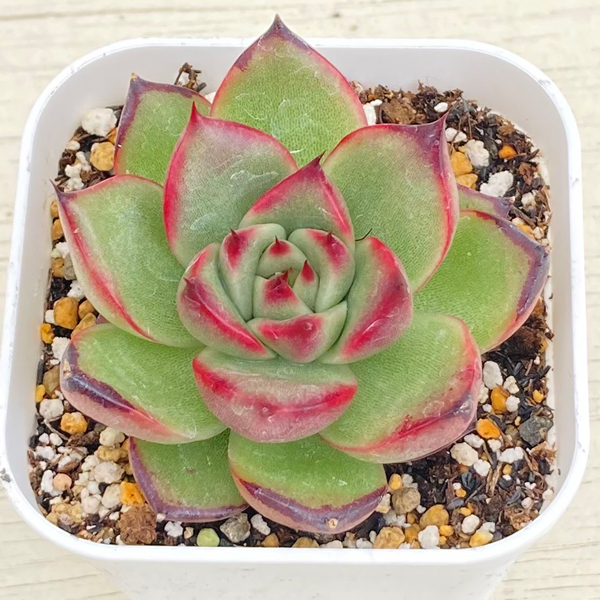 画像1: ●多肉植物 エケベリア ベロニカ 2.5寸苗