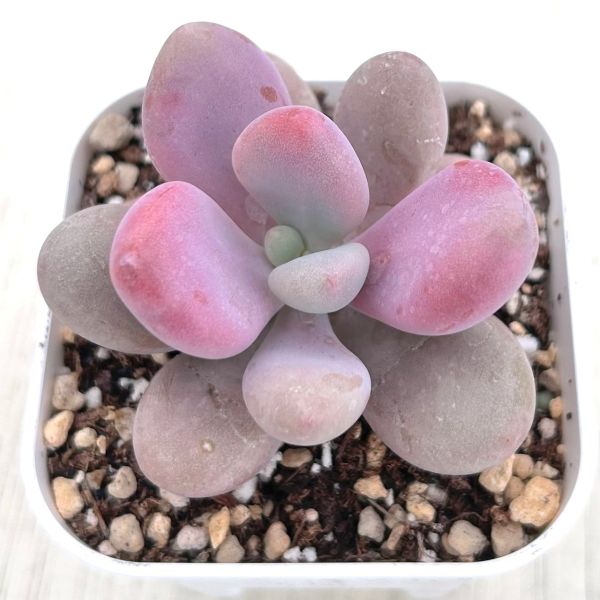 画像1: ●多肉植物 グラプトペタルム アメジスティナム 2.5寸苗 C5029