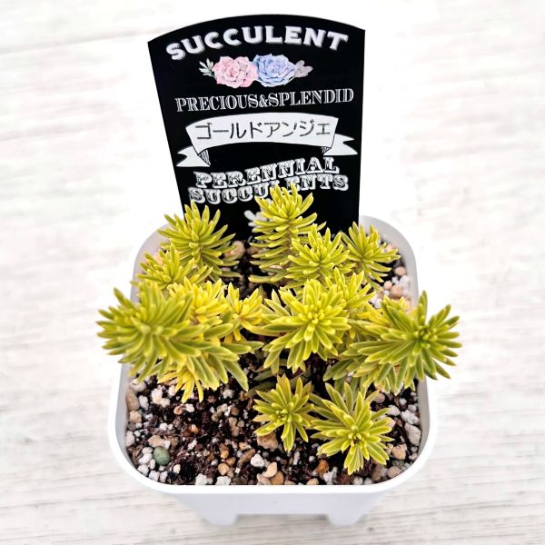 画像2: 多肉植物 ペトロセダム ゴールドアンジェ 2.5寸苗