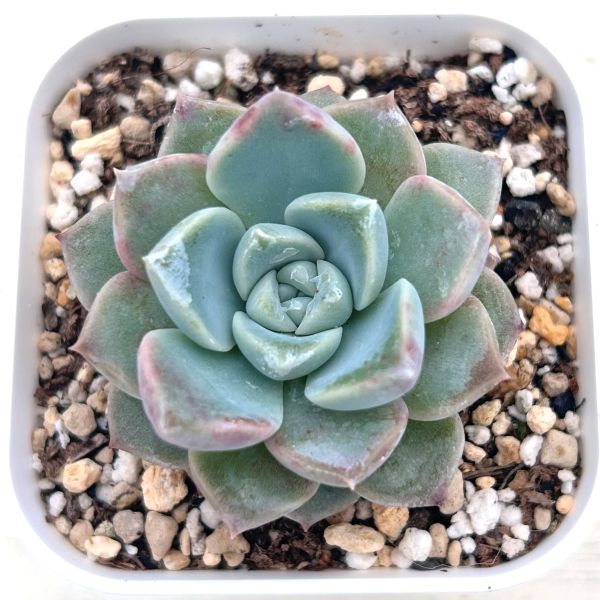 画像1: ●多肉植物 エケベリア ピンクスポット 2.5寸苗