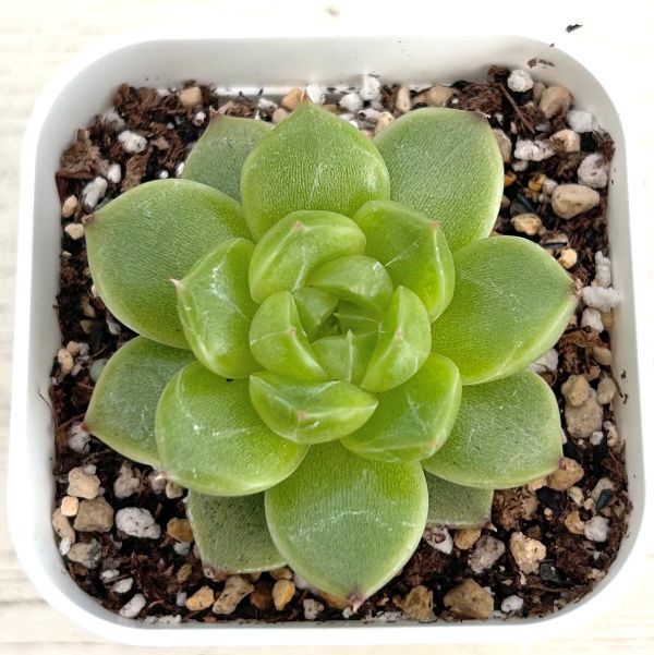 画像1: ●多肉植物 エケベリア グリーンダイアモンドジェニー 2.5寸苗