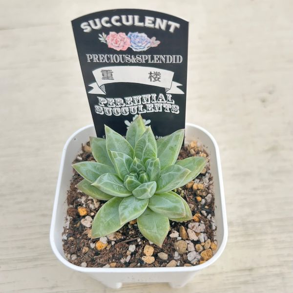 画像2: ●多肉植物 エケベリア 重楼 2.5寸苗