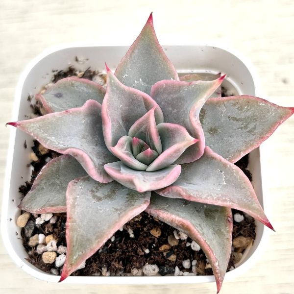 画像2: ●多肉植物 エケベリア マディバ 2.5寸苗