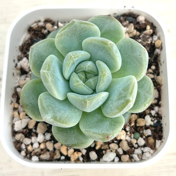 画像1: ●多肉植物 エケベリア ブライトムーンスター 2.5寸苗