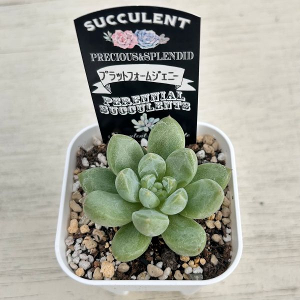 画像2: ●多肉植物 エケベリア プラットフォームジェニー 2.5寸苗