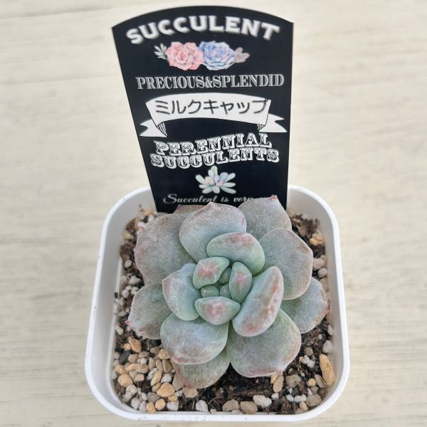 画像2: ●多肉植物 エケベリア ミルクキャップ 2.5寸苗