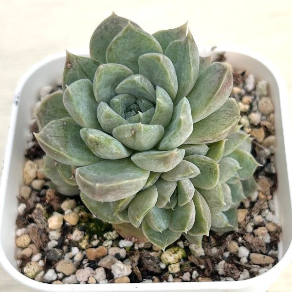 画像1: ●多肉植物 エケベリア アイスルビー 2.5寸苗