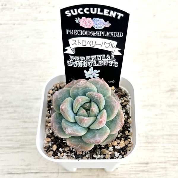 ○多肉植物 エケベリア ストロベリーバブル 2.5寸苗 C4096