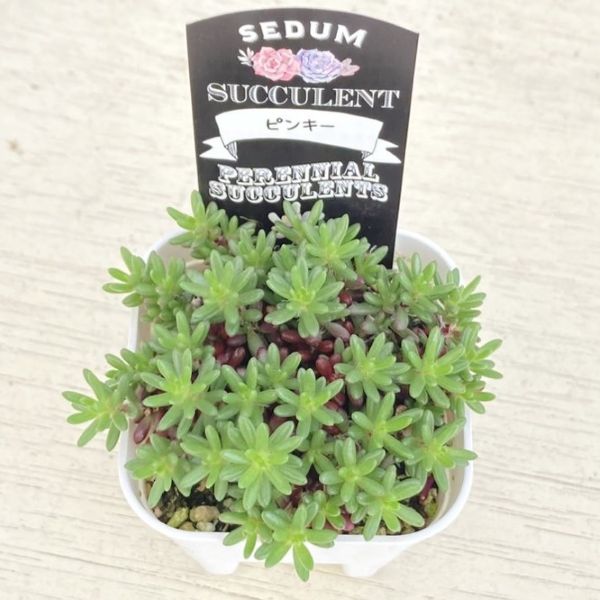 画像2: 多肉植物 セダム ピンキー 2.5寸苗