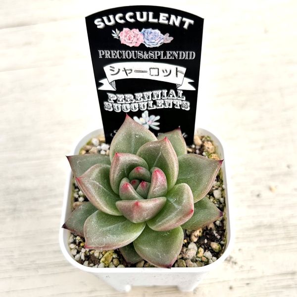 画像2: ●多肉植物 エケベリア シャーロット 2.5寸苗