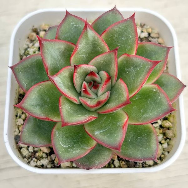 画像1: ●多肉植物 エケベリア リトルレッドハート 2.5寸苗