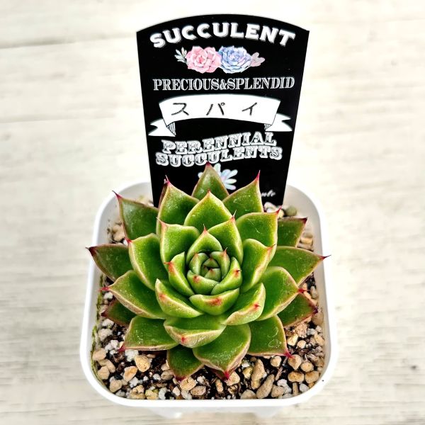 画像2: ●多肉植物 エケベリア スパイ 2.5寸苗