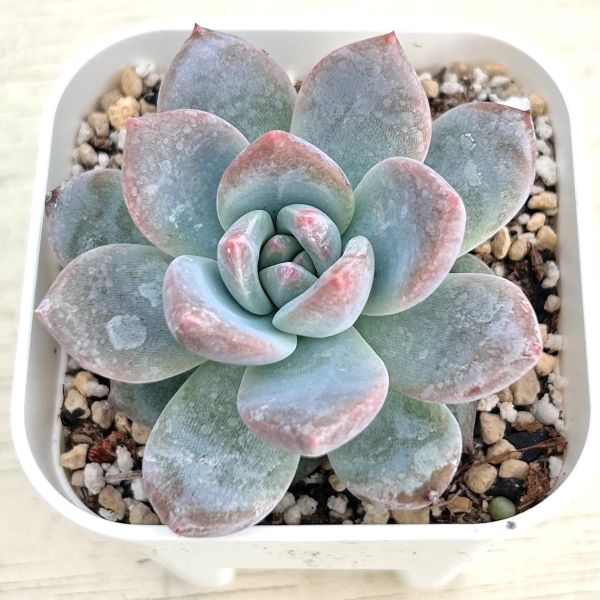 画像1: ●多肉植物 エケベリア キャンディーオレンジ 2.5寸苗