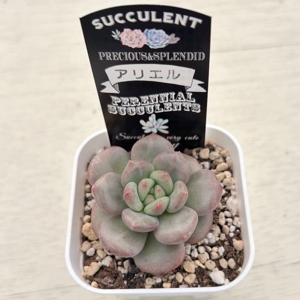 画像2: ●多肉植物 エケベリア アリエル 2.5寸苗