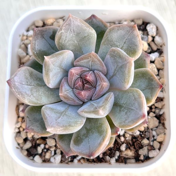 画像1: ●多肉植物 エケベリア ナイチンゲール 2.5寸苗