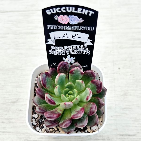 画像2: ●多肉植物 エケベリア レッドルビー 2.5寸苗
