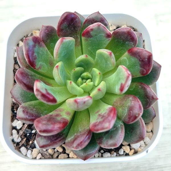 画像1: ●多肉植物 エケベリア レッドルビー 2.5寸苗