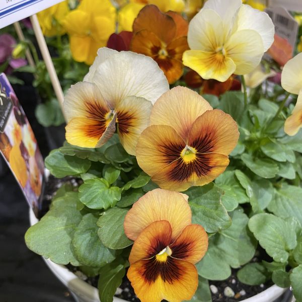 画像2: 小輪パンジー わらく アンティークオレンジ（花なし苗）