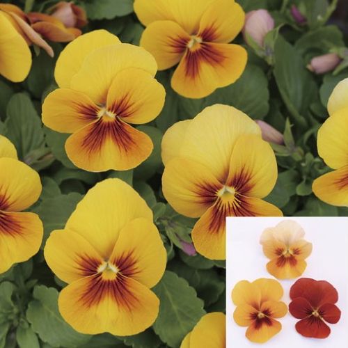 画像1: 小輪パンジー わらく アンティークオレンジ（花なし苗）