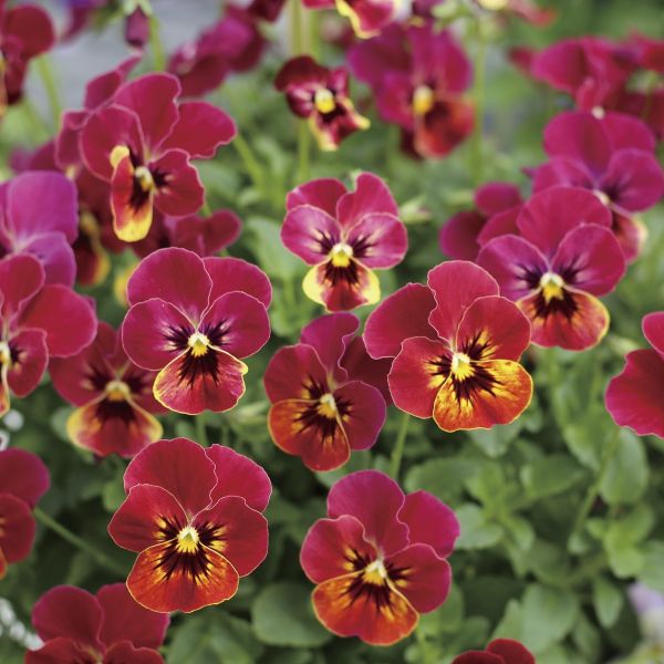 画像2: ビオラ ももか るびー（花なし苗）