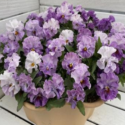 画像1: パンジー きもの ラベンダーシェード（花なし苗）