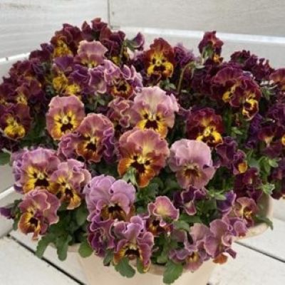 画像1: パンジー きもの イエローレッドシェード（花なし苗）
