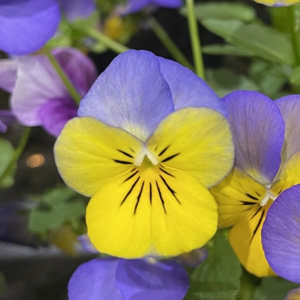 画像2: ビオラ フローラルパワー イエローブルーウイング（花なし苗）