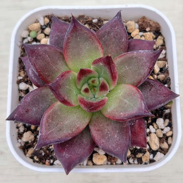 画像1: ●多肉植物 エケベリア レッドナイト 2.5寸苗 C4168