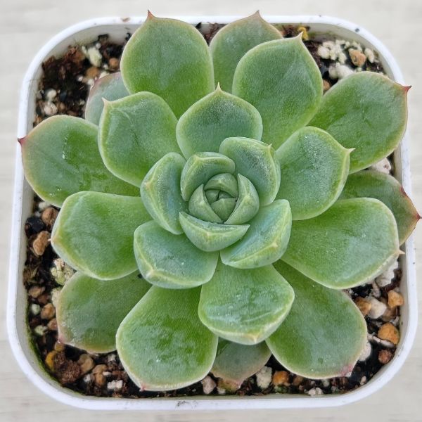 画像1: ●多肉植物 エケベリア アルバ×マタドール 2.5寸苗 C4176