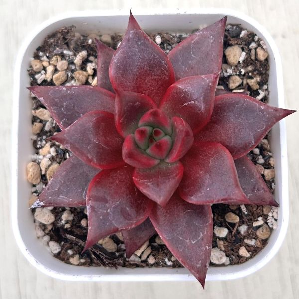 画像1: ●多肉植物 エケベリア ブラッドローズ 2.5寸苗 C5138