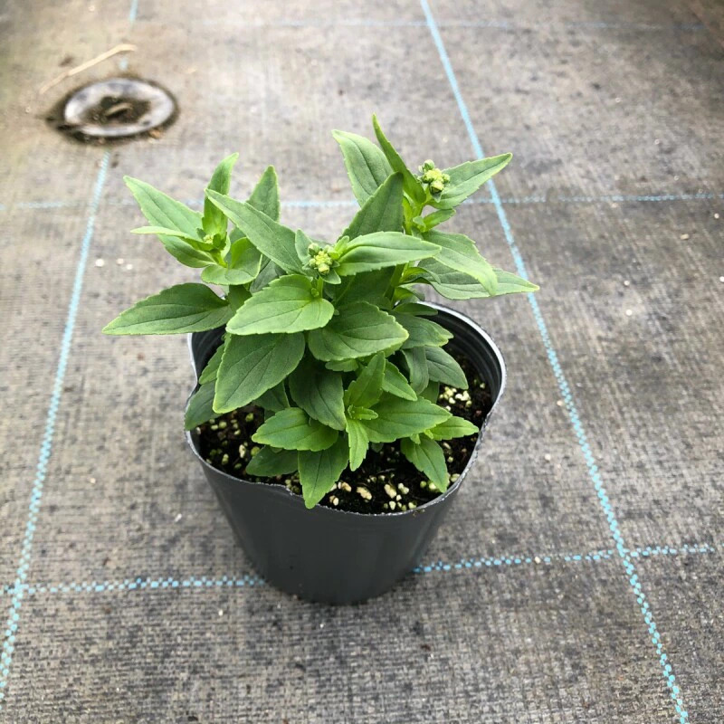 画像2: フレグランスネメシア シュガーベリー