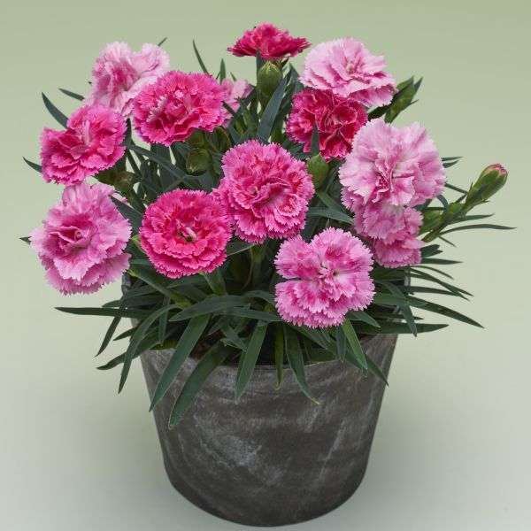 画像2: ダイアンサス アロマジェンヌ パトラ