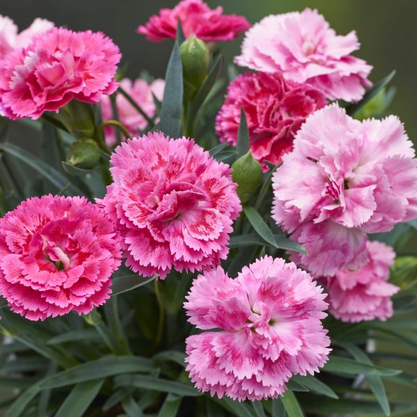 画像1: ダイアンサス アロマジェンヌ パトラ