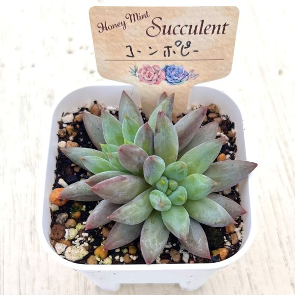 画像2: ●多肉植物 パキフィツム コーンポピー 2.5寸苗 Y3039
