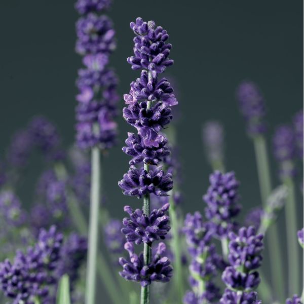 画像1: ラベンダー アロマティコ ブルー