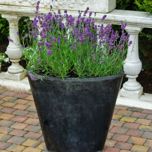 画像3: ラベンダー アロマティコ ブルー