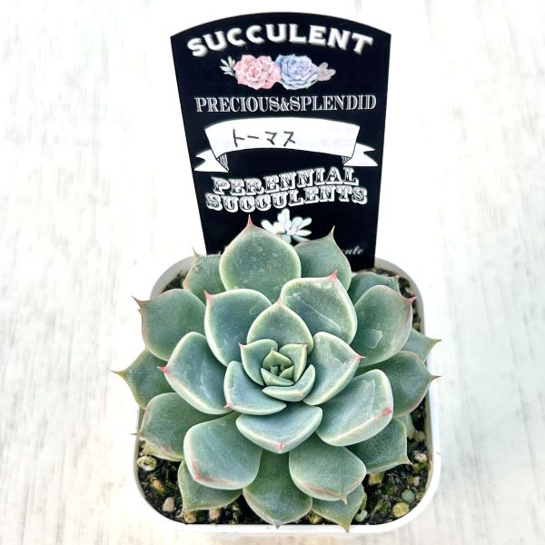 画像2: ●多肉植物 エケベリア トーマス 2.5寸苗 C4182