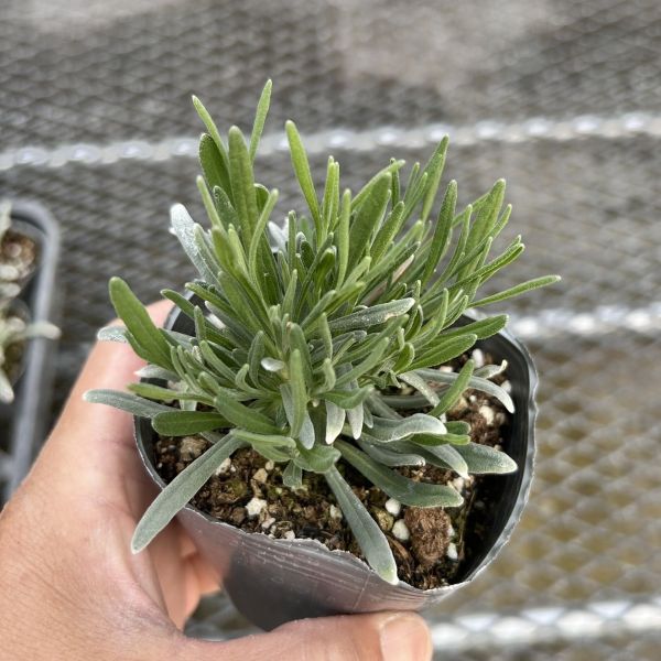 画像4: ラベンダー アロマティコ ブルー