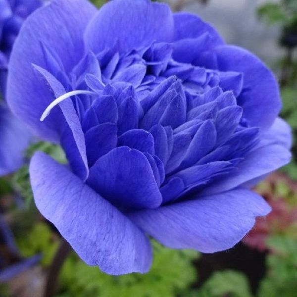 画像1: アネモネ 凜々花 ブルー