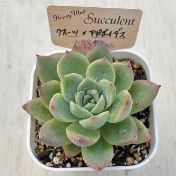 画像2: ●多肉植物 エケベリア クォーツ×アガボイデス 2.5寸苗 C5157