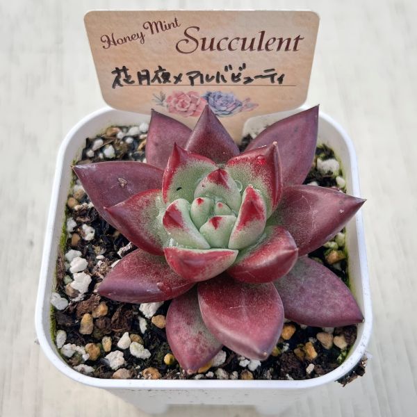 画像2: ●多肉植物 エケベリア 花月夜×アルバビューティーHyb 2.5寸苗 C5163